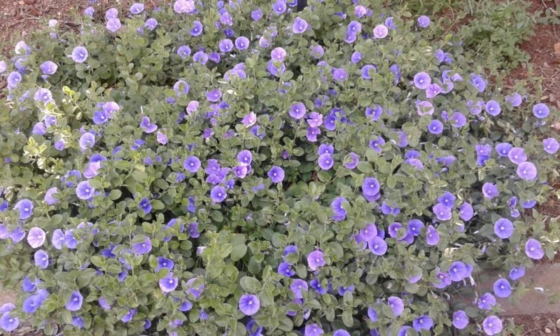 Blue rock bindweed (Convolvulus sabatius)