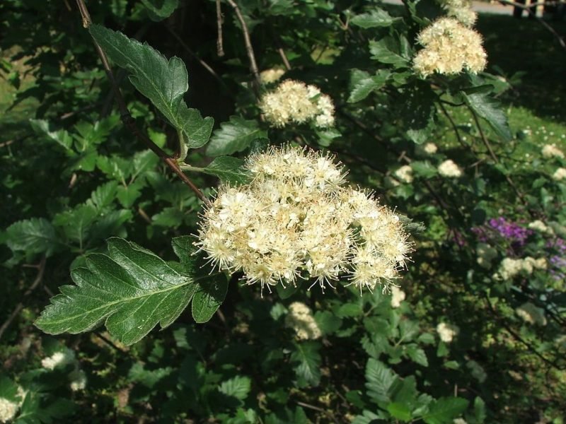 Borbas's rowan (Sorbus borbasii)