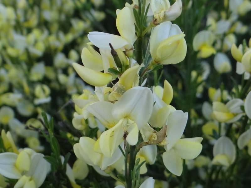 Broom 'Albus' (Cytisus × praecox 'Albus')