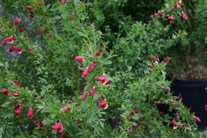 Broom 'Burkwoodii' (Cytisus 'Burkwoodii')