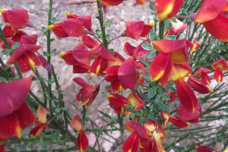 Broom 'Lena' (Cytisus 'Lena')