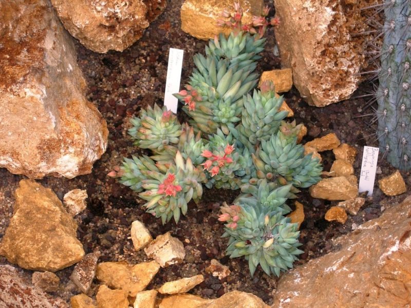 Burro's tail (Sedum morganianum)