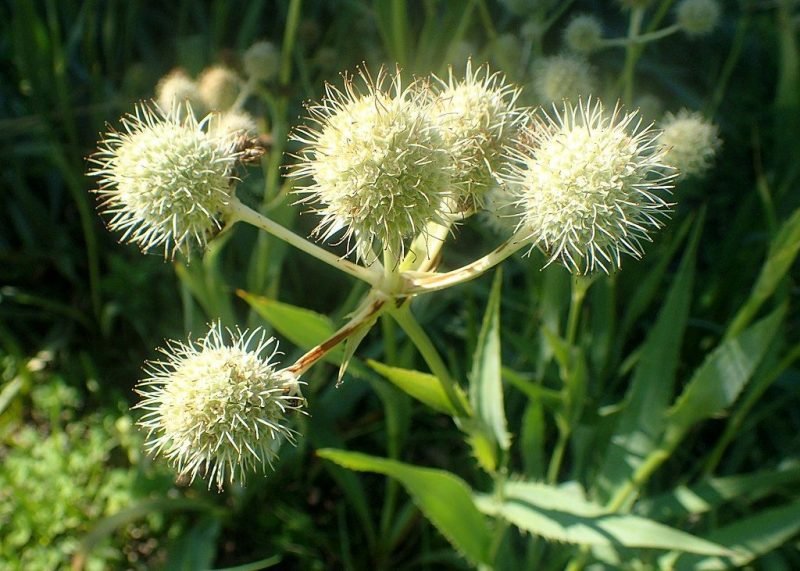Button snakeroot (Eryngium yuccifolium)
