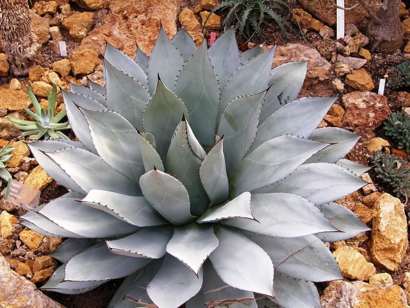 Cabbage head agave (Agave parrasana)