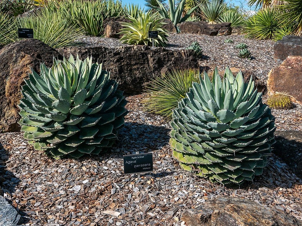 Cabbage head agave (Agave parrasana) growing guides