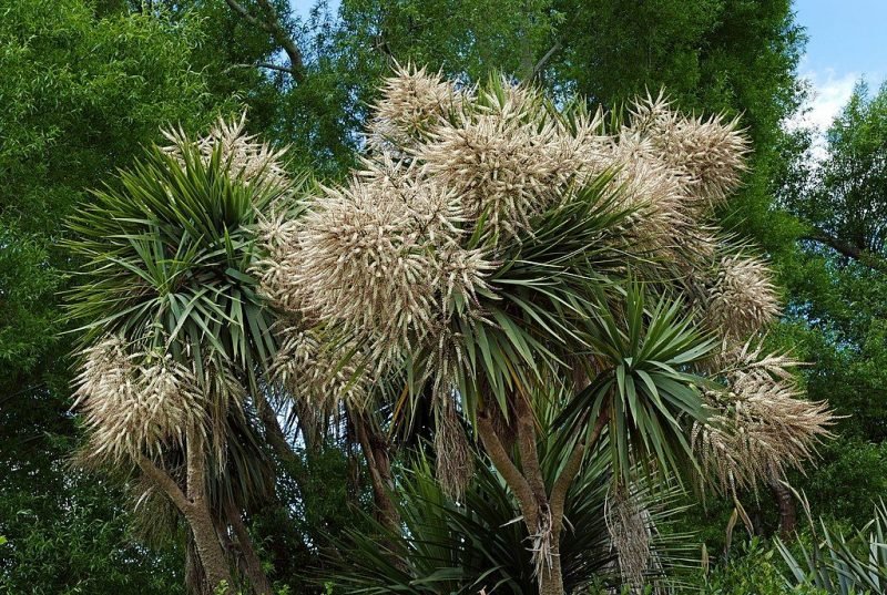Cabbage palm (Cordyline australis)