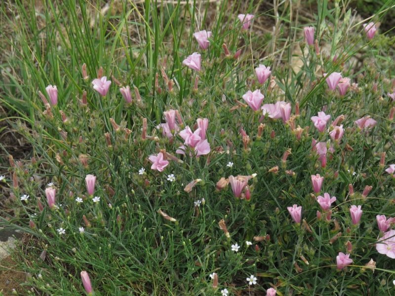 Cantabrian bindweed (Convolvulus cantabrica)