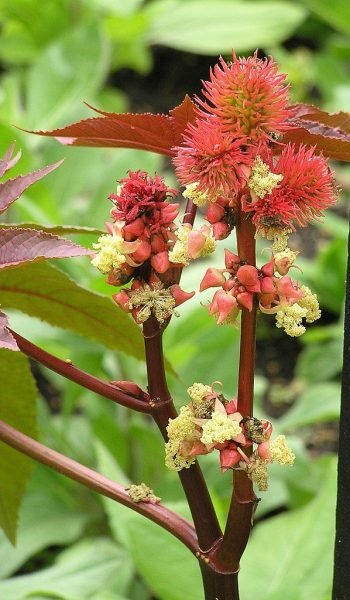 Castor oil plant 'Carmencita' (Ricinus communis 'Carmencita')