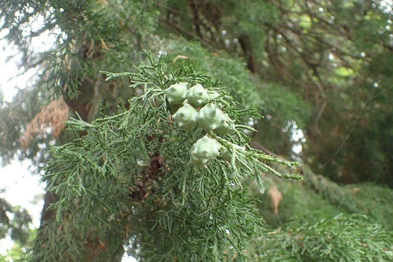 Cedar of Goa (Cupressus lusitanica)