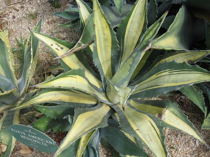 Century plant 'Mediopicta' (Agave americana 'Mediopicta')
