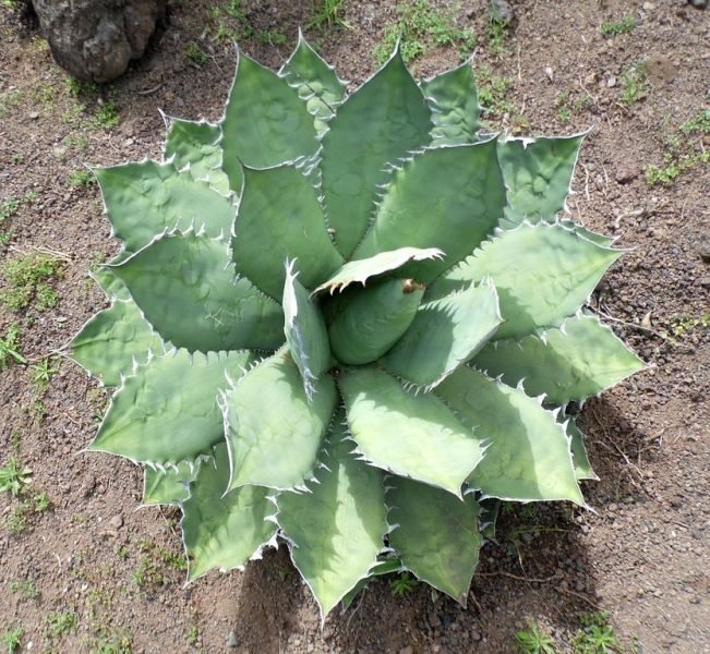 Chalk agave (Agave titanota)