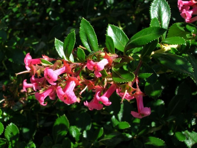 Chilean gum box (Escallonia rubra var. macrantha)