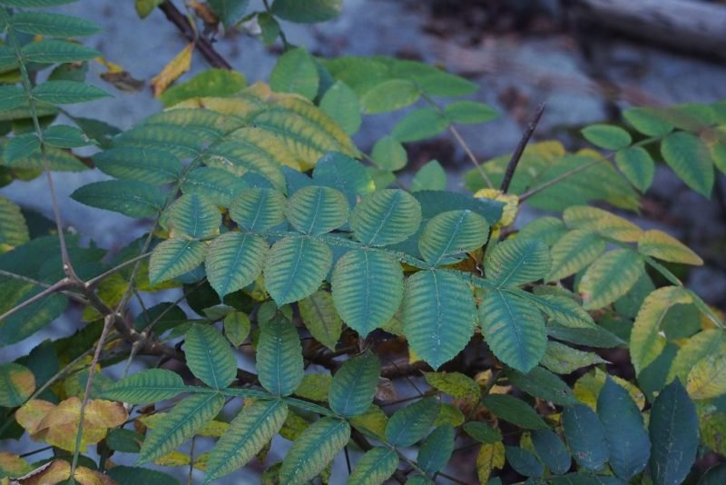 Chinese gall (Rhus chinensis)