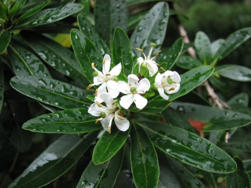 Cloven gum box (Escallonia bifida)