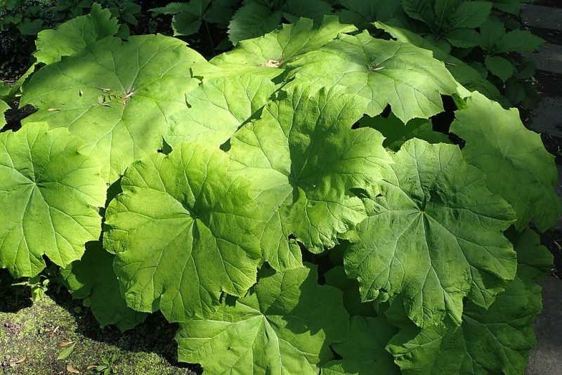 Common astilboides (Astilboides tabularis)