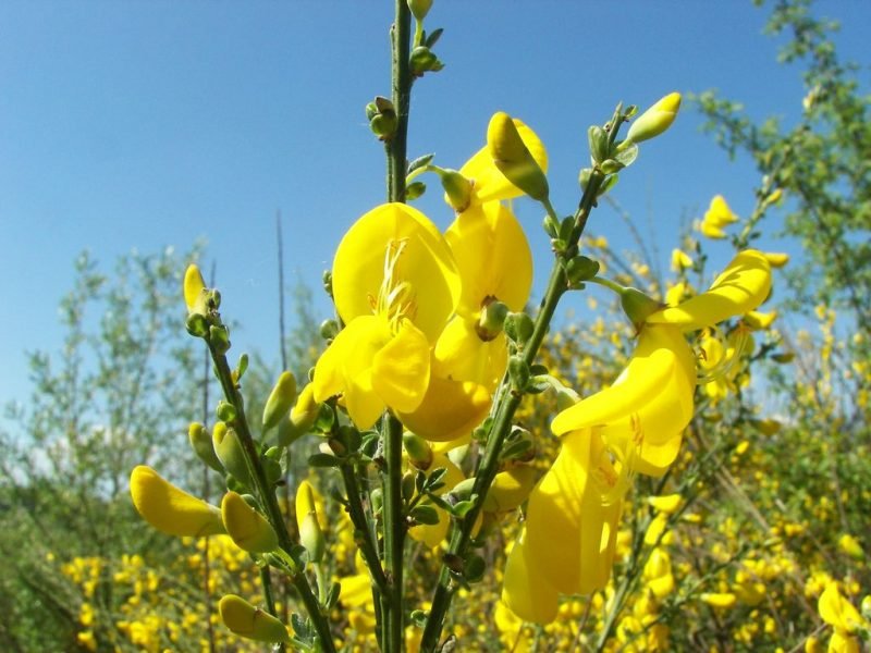 Common broom (Cytisus scoparius)