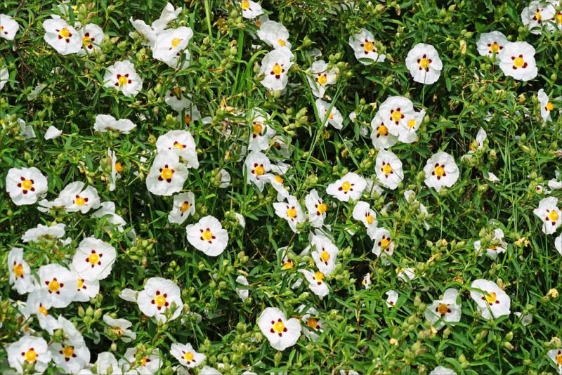 Common gum cistus (Cistus ladanifer L.)
