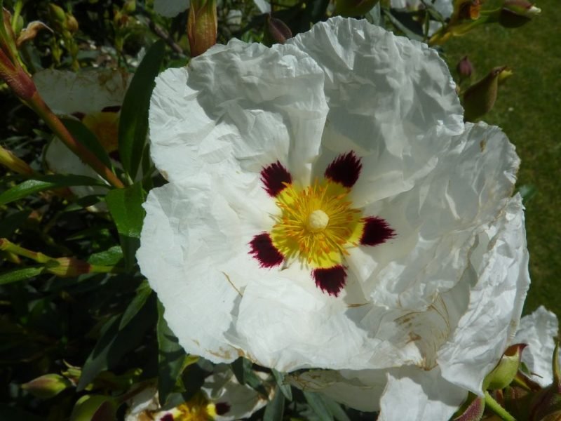 Common gum cistus (Cistus × cyprius)