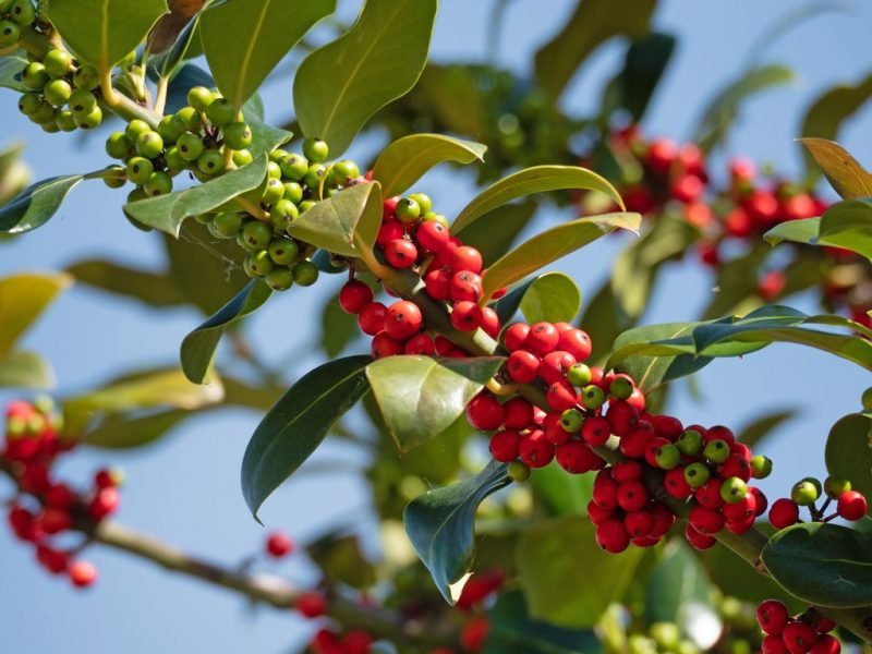 Common holly (Ilex aquifolium)