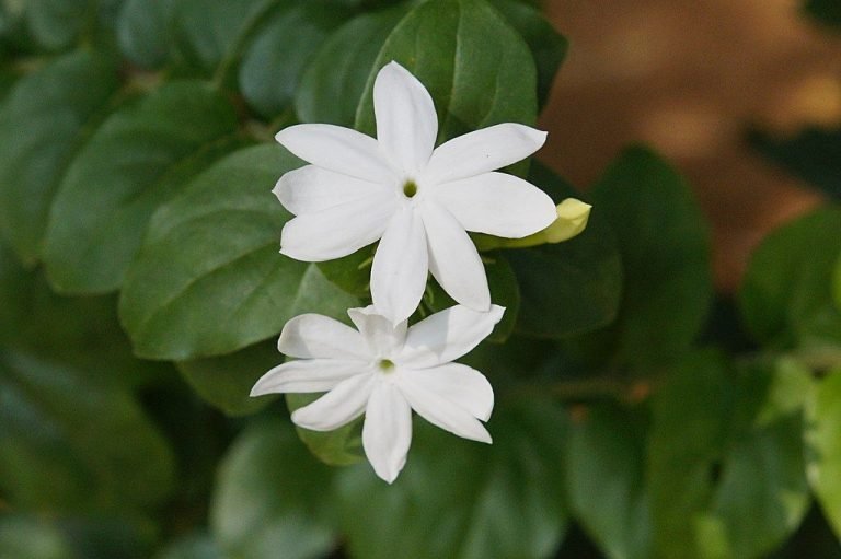 Common jasmine (Jasminum officinale) growing guides