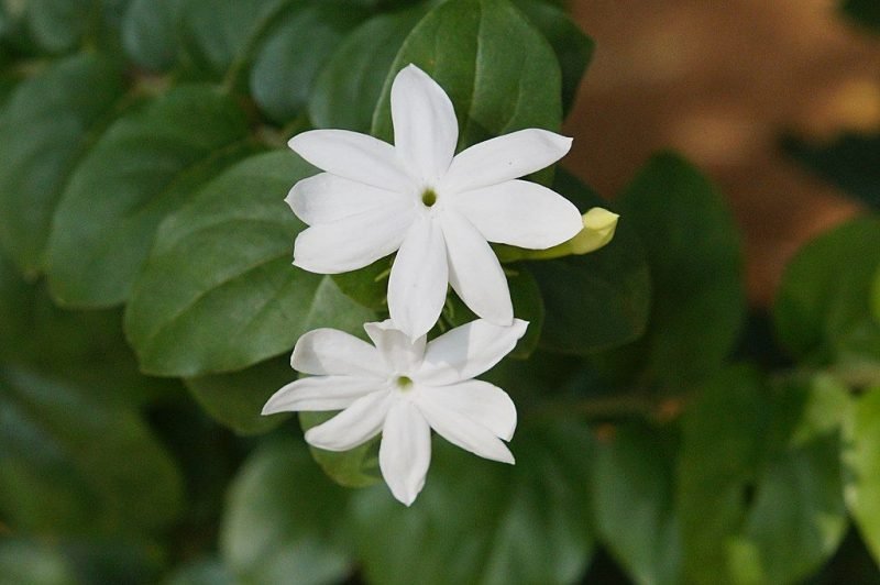 Common jasmine (Jasminum officinale)