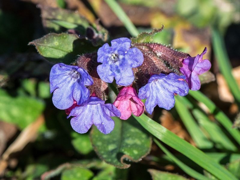 Common lungwort (Pulmonaria officinalis)