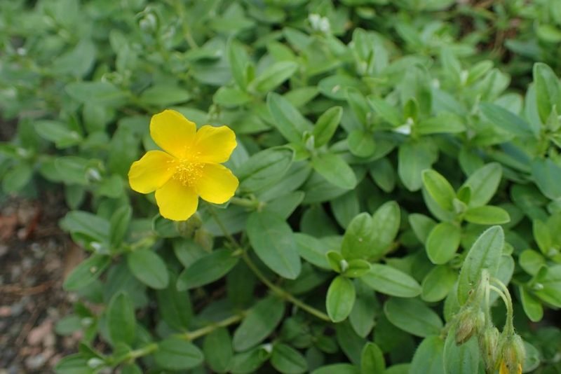Common rockrose (Helianthemum nummularium)