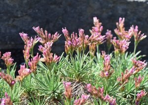Conspicuously-glumed prickly thrift (Acantholimon glumaceum)