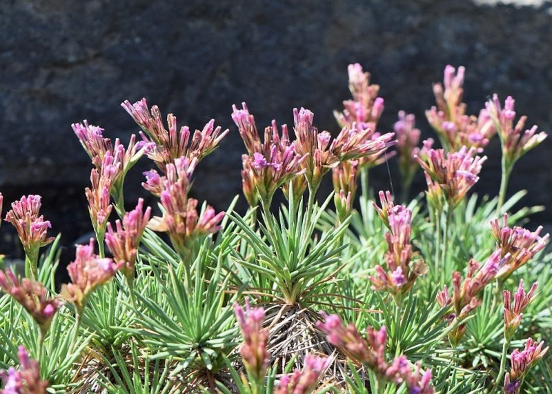 Conspicuously-glumed prickly thrift (Acantholimon glumaceum)