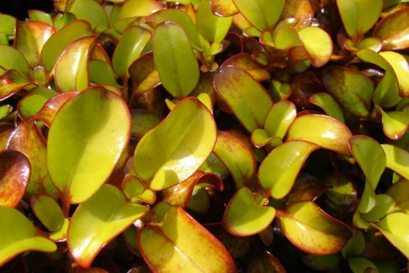 Coprosma repens 'Tequila Sunrise' (Coprosma repens 'Tequila Sunrise')
