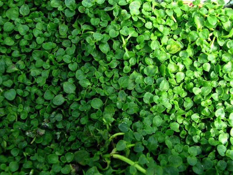 Corsican mint (Mentha requienii)
