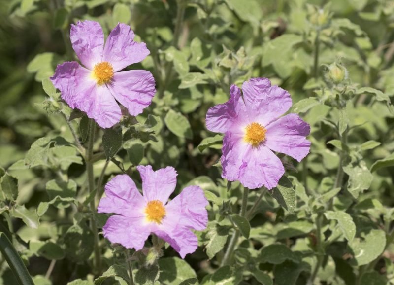 Cretan rockrose (Cistus creticus)