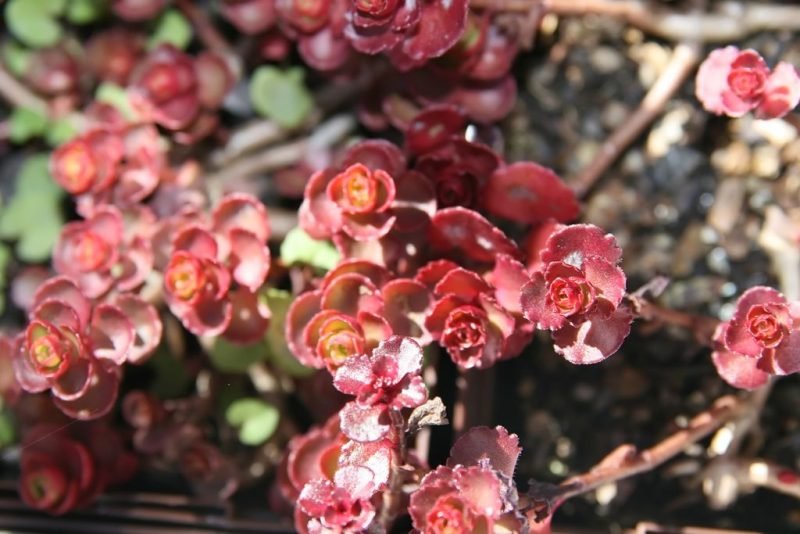 Crimson stonecrop 'Voodoo' (Sedum spurium 'Voodoo')