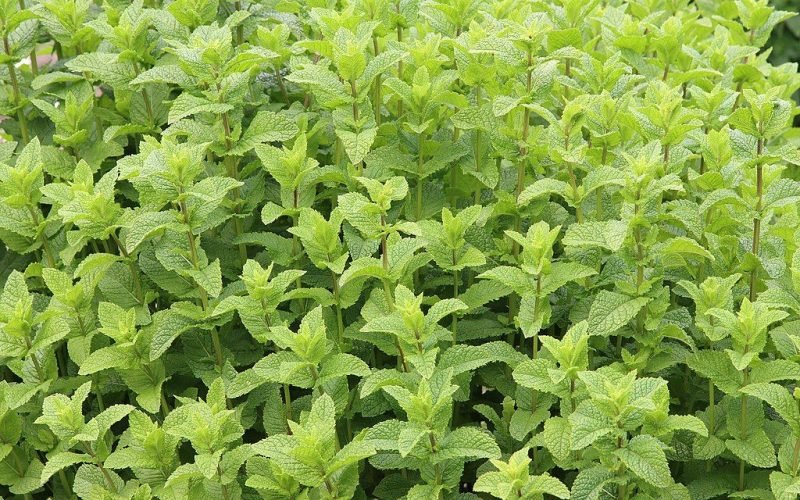 Curly spearmint (Mentha spicata var. crispa)