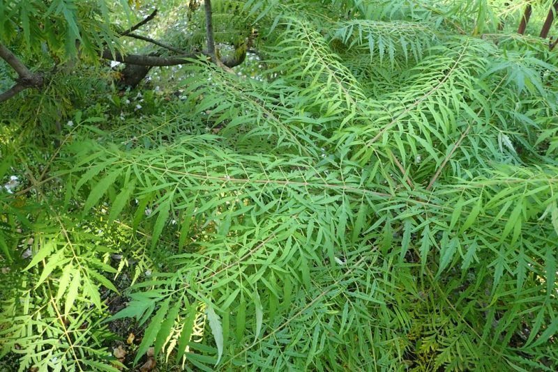 Cut-leaved stag's horn sumach (Rhus typhina 'Dissecta')