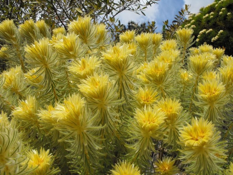 Downy phylica (Phylica pubescens)