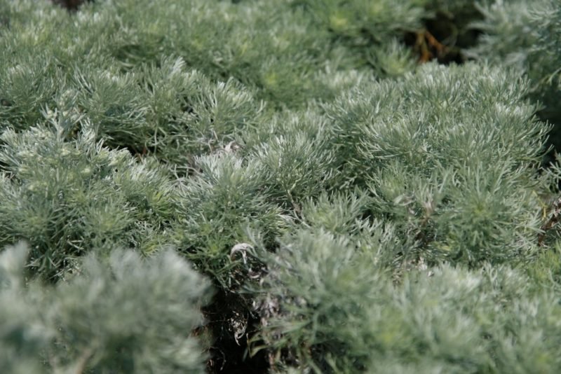 Dwarf Schmidt wormwood (Artemisia schmidtiana 'Nana')