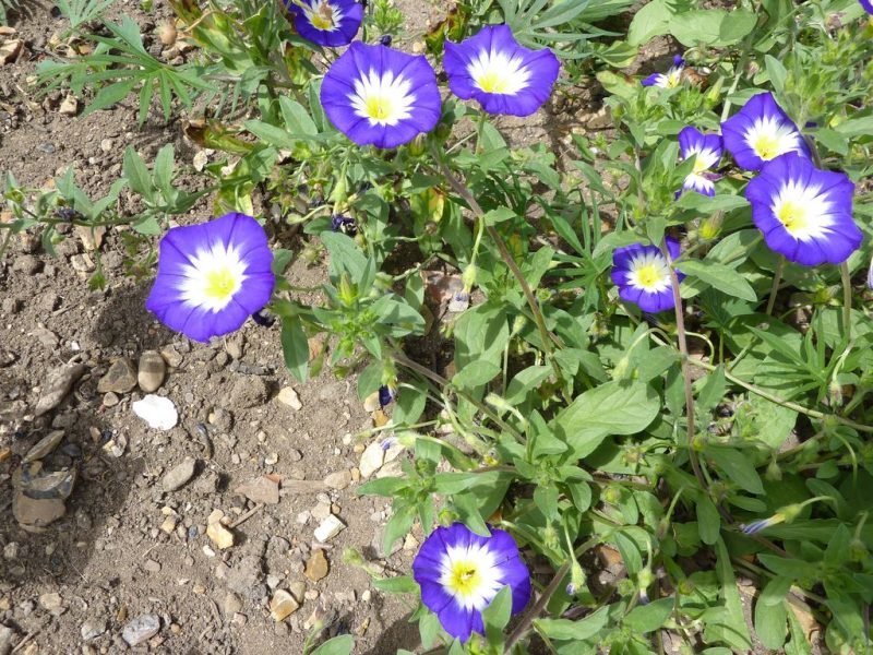 Dwarf morning glory (Convolvulus tricolor)