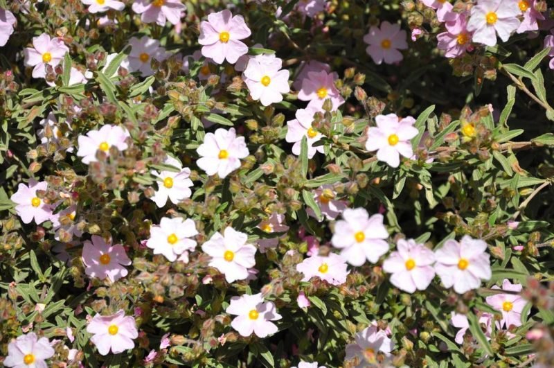 Dwarf pink rockrose (Cistus × skanbergii)