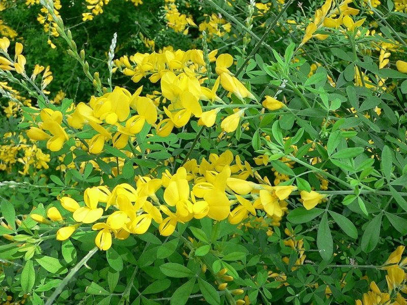 Easter broom (Genista × spachiana)