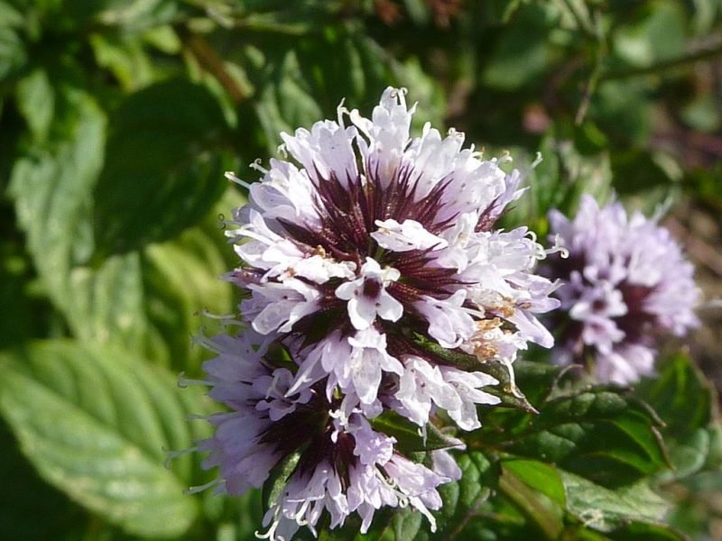 Eau de Cologne mint (Mentha × piperita f. citrata)