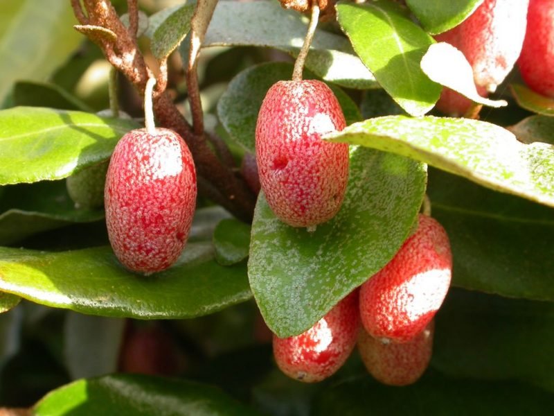 Elaeagnus × submacrophylla (Elaeagnus × submacrophylla)