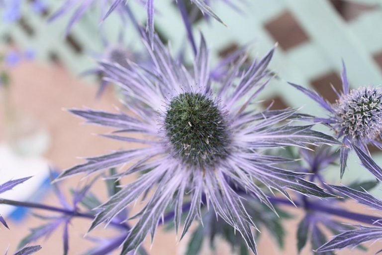 Eryngium planum 'Blue Glitter' growing guides