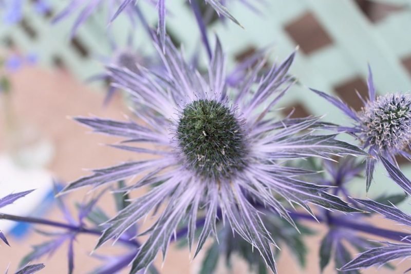 Eryngium planum 'Blue Glitter' growing guides