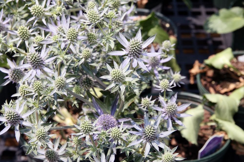 Eryngium planum 'Blue Glitter' growing guides