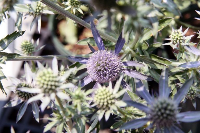 Eryngium planum 'Blue Glitter' growing guides