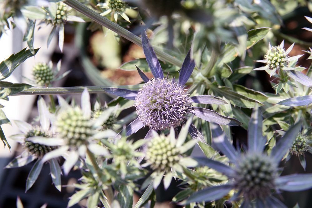 Eryngium planum 'Blue Glitter' growing guides