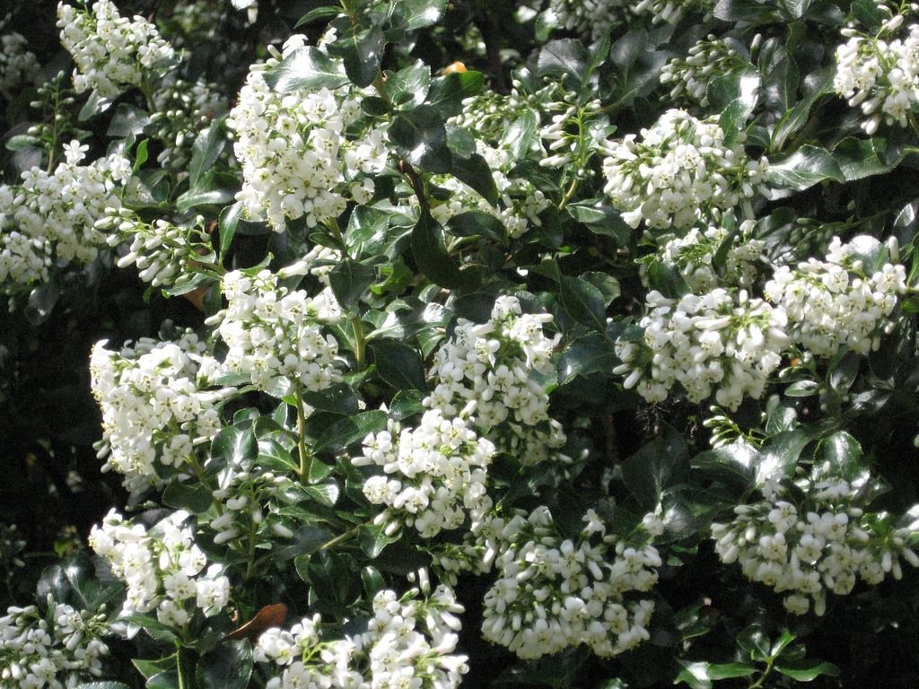 Escallonia 'Iveyi' (Escallonia 'Iveyi')
