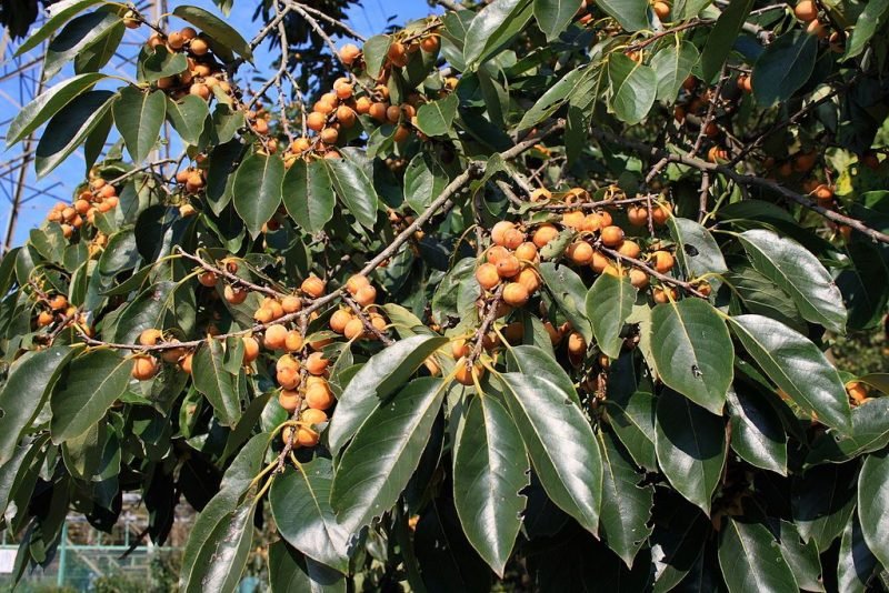 European date plum (Diospyros lotus)