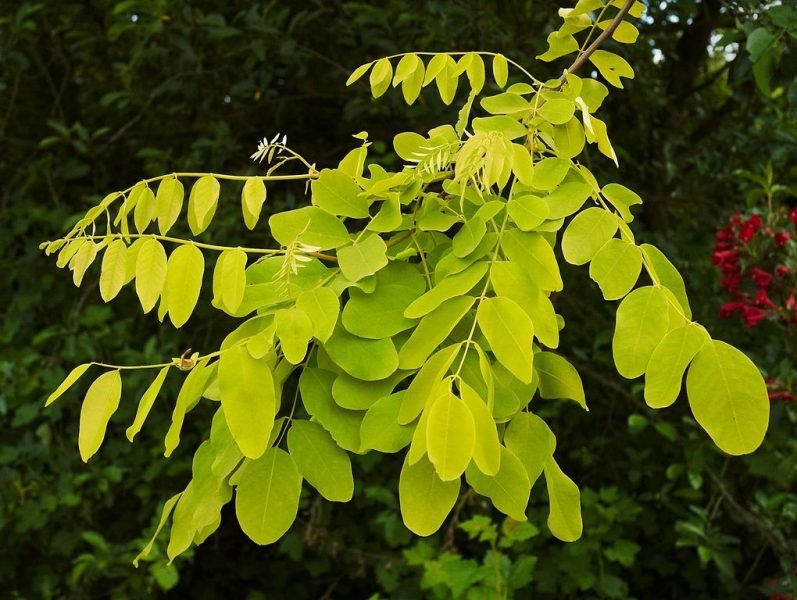 False acacia 'Frisia' (Robinia pseudoacacia 'Frisia')